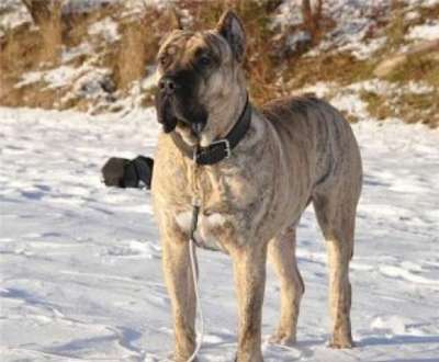TORO DE CANMUC