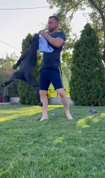 CANARIA DE MOZACAN BULL