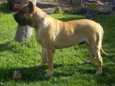 NIVOR DE BARNACAN BULL