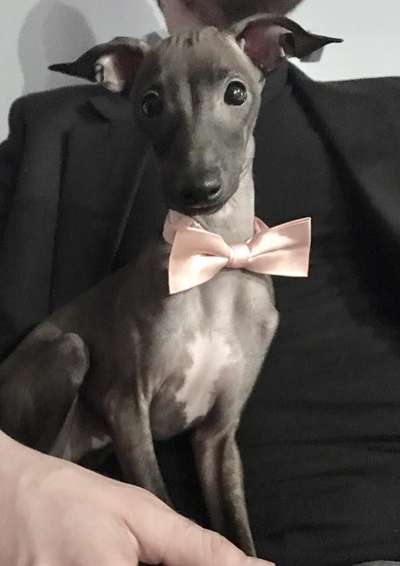 Theo Fiksu Kaavio
