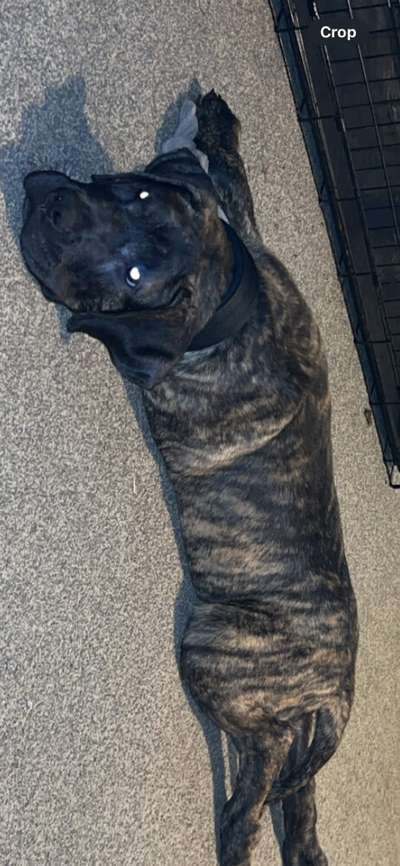 KING VOODOO DE SNOWBULL KENNELS