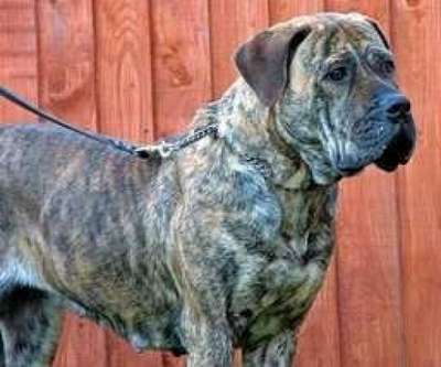 THORNEY ROGUE'S AISHA