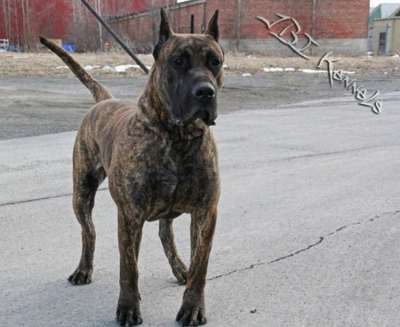 JBI'S BRUTUS