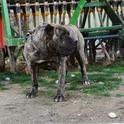 ARIA EL TURCO DE PERROS