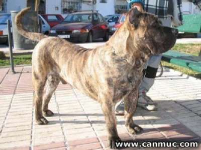 ICON DE CANMUC
