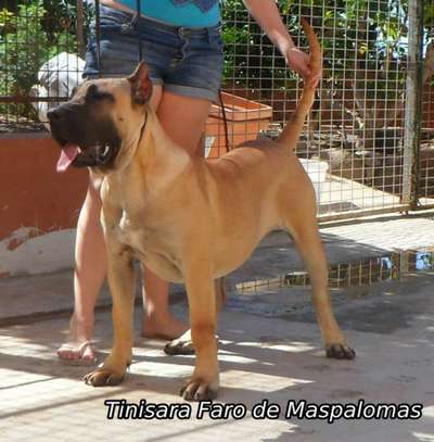 TINISARA FARO DE MASPALOMAS