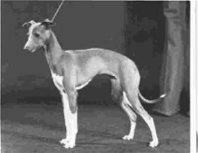 Tamoretta Tailormade