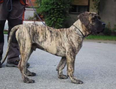 DRAZA COLOSSUS OF BUKULJA