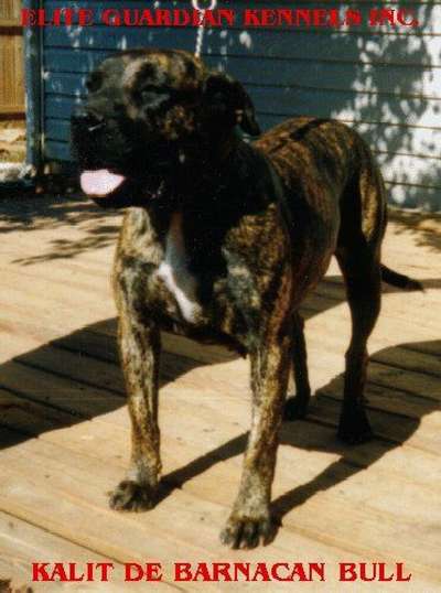 KALIT DE BARNACAN BULL