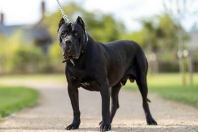 NERO OF SEVEN SHARKY DINASTY KENNEL