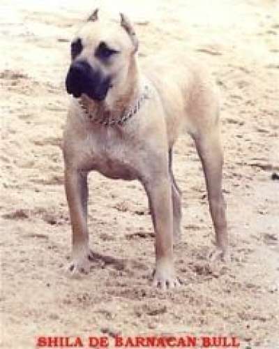 SHILA DE BARNACAN BULL
