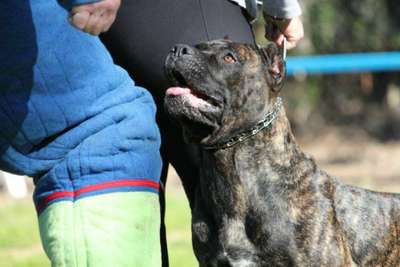 OAKLEAF'S VILA DE IRON PRESS KENNEL
