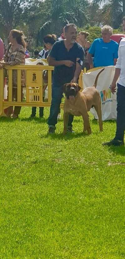DRACO DE LA JACHA