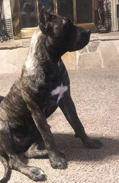 TALLULAH BLU DE STATELINE PRESA