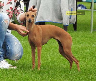 Chimera Dogoteka FCI