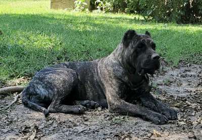 TANYA TANKER DE CABEZA GRANDE