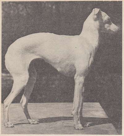 Arnika Gerenuk