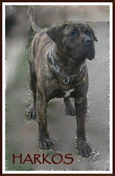 HARKOS DE LA HUELLA DEL PRESA CANARIO