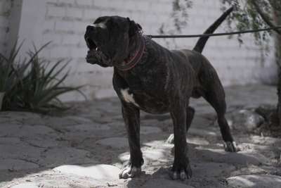 CONNOR CHAJLLA PERRO DE PRESA