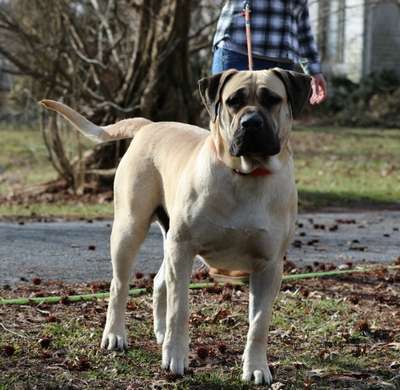 DIESEL DE CABEZA GRANDE