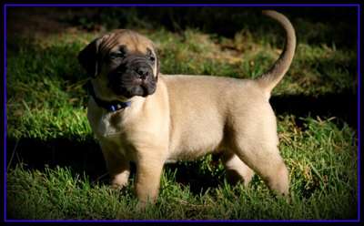 GRANDES GUARDIA'S ALPHAMALE
