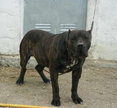 NACHO DE KING ZULU