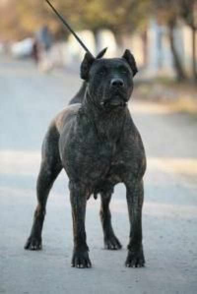 AGITA DE TARGOVISTE