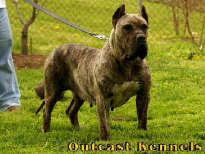 STORM DE OUTCAST