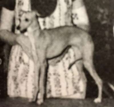 Starlite's Golden Nugget