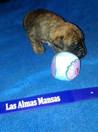 ABAJO FINCA DE LAS ALMAS MANSAS