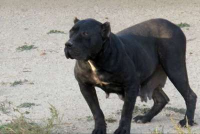 ZULIMA DE KING ZULU