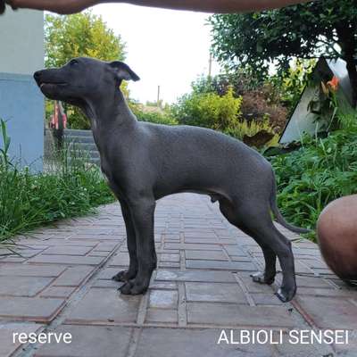 Albioli Sensei