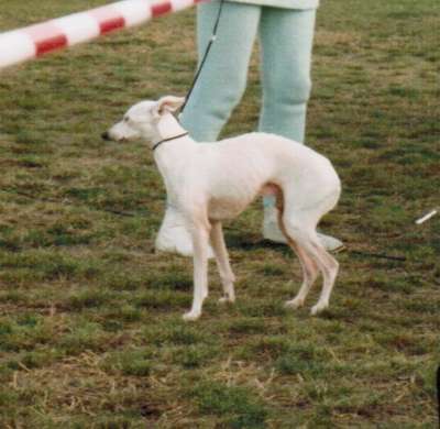 Filippo De Viento