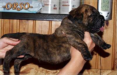 ORSO NUESTRA SANGRE