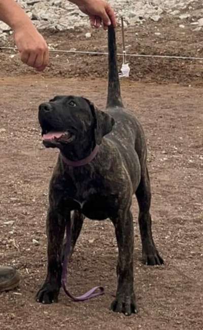 TAMADABA CANARIKENNEL