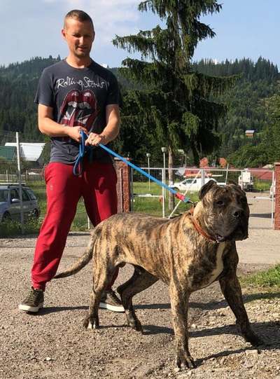 CORRAN DE VARRO BULL