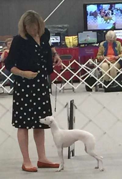 Uwharrie Blumont Carolina Moon At Celtic