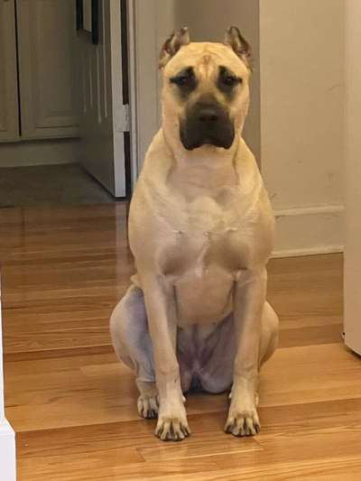 K9K NAHLA DCAT CA RN