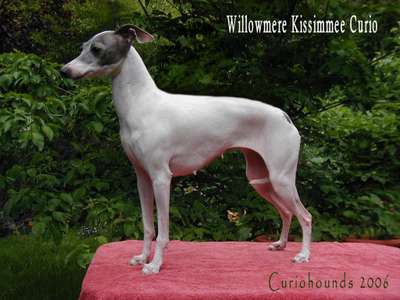 Willowmere's Kissimmee Curio