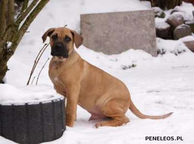 IWO PENELEOS