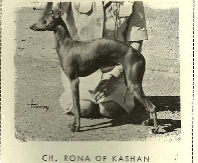 Rona Of Kashan