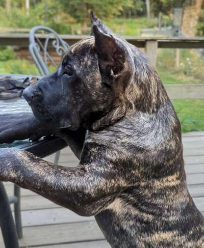 CARIBOU DE STEARNS KENNEL