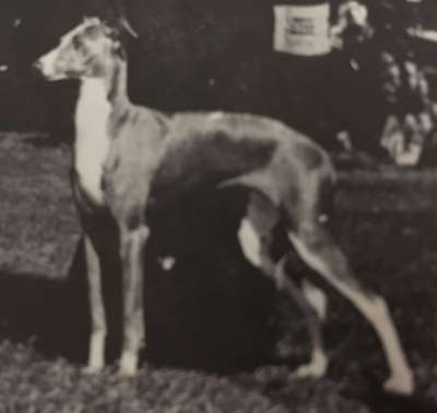 Pikop's Infashia's Image