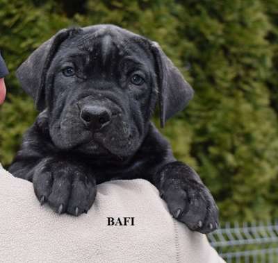 BAFI