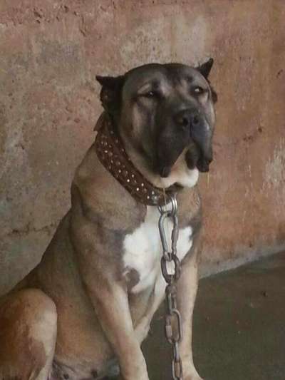 LUNA DE REGANADOS