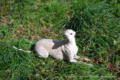 Princess Oriane des Fées de l'Or Blanc
