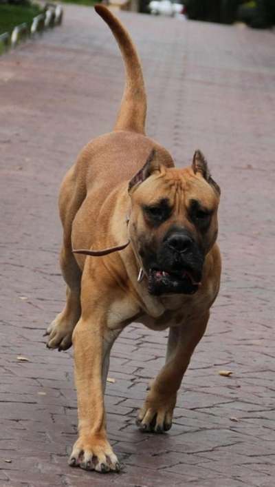 ALFA DOG PUR