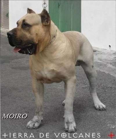 MOIRO DE TIERRA DE VOLCANES