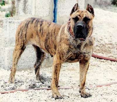 AGARFA DE NIVARIA SUR