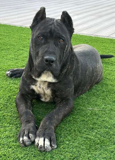 TITO II DE KING ZULU
